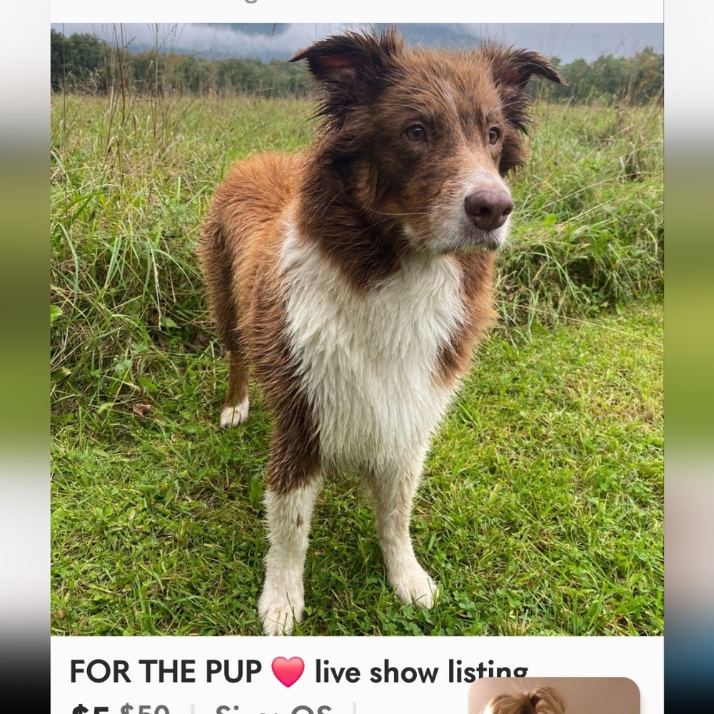 COPY - FOR THE PUP.
